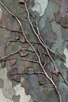 Vine on a Tree