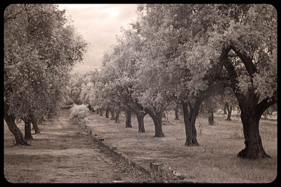 A walk through the olive grove