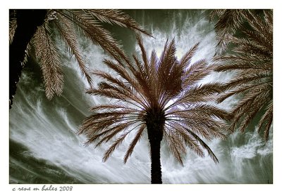among the palms