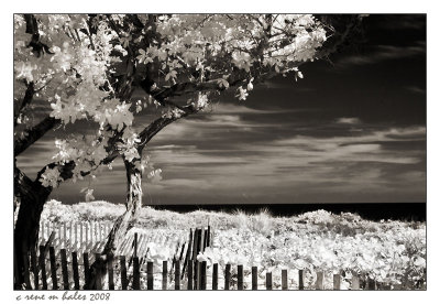 Beach,  fence and tree (brown toned)