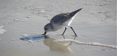 DSCN4754 2.JPG