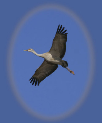 Soaring Sandhill Crane