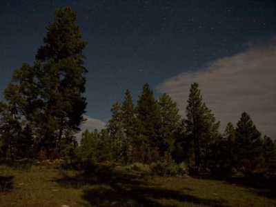 National Forest in Moonlight 1