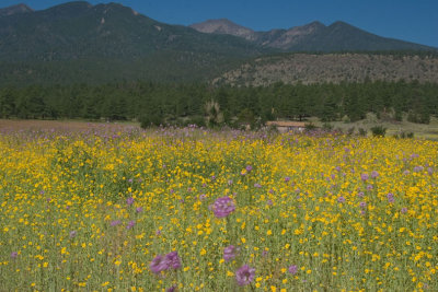 Wildflower meadow near Humphrey's Peak