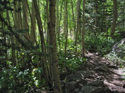Early stretch of Bighorn Creek Trail among the aspen