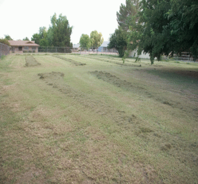 raking pasture aug2010.gif