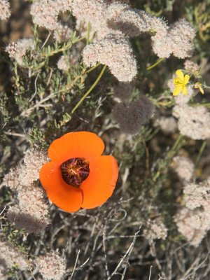 Desert Mariposa Lily 1