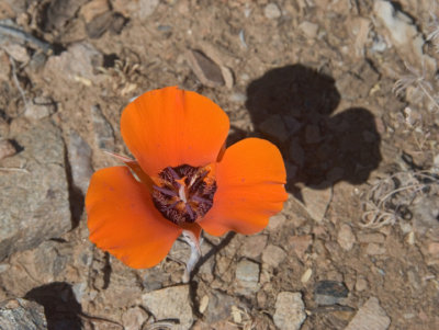 Desert Mariposa Lily 2