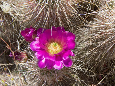 Hedgehog cactus bloom