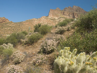 More blooming cactus on the flanks of Picketpost