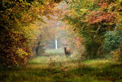 Cerf 3e tte sur la route de Vieux Moulin