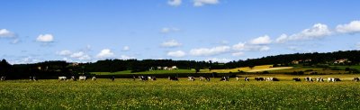 Vaches au pr, Mondavezan, Haute-Garonne