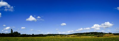 Vaches au pr, Mondavezan, Haute-Garonne