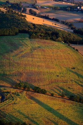Jeu de lumires sur les tournesols