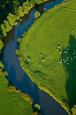 Vaches au bord de l'Oise