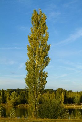 Paramoteur  St Lieux