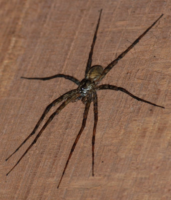 Spider.jpg