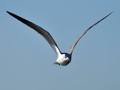 Herring Gull