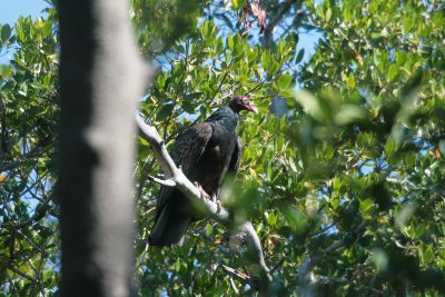 Turkey Vulture