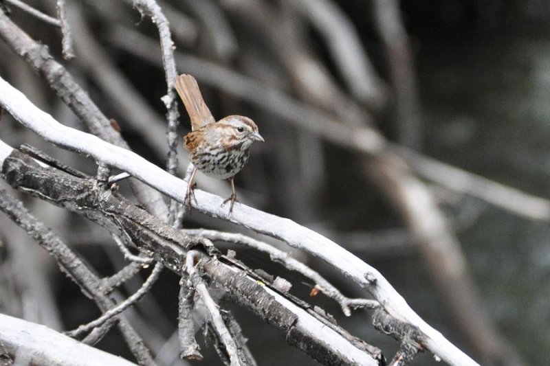 Song Sparrow