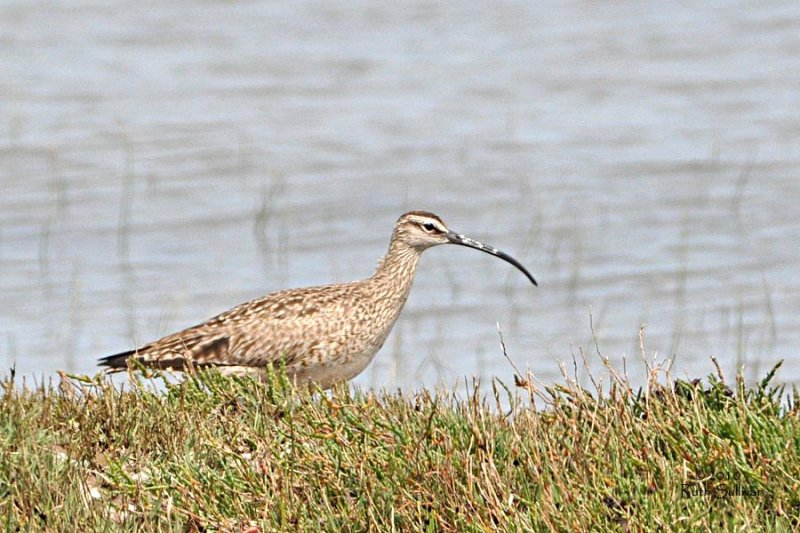 Whimbrel