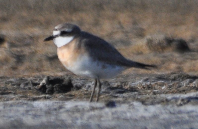 Lesser Sand Plover