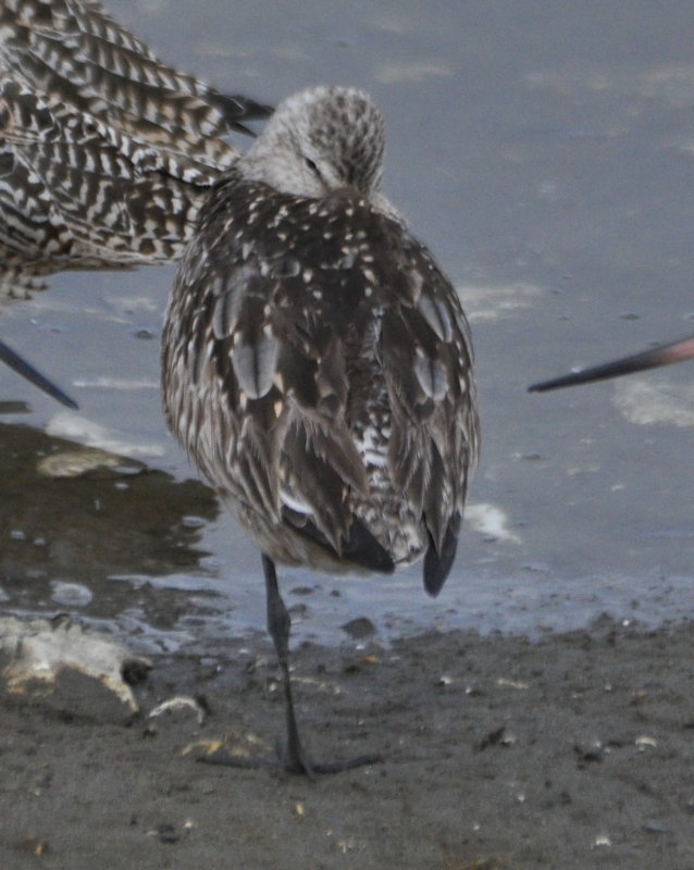Bar-Tailed Godwit