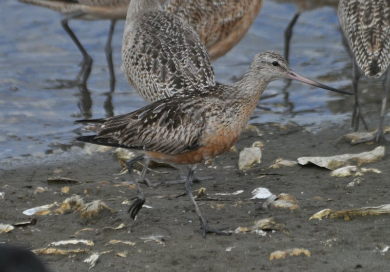 Bar-Tailed Godwit