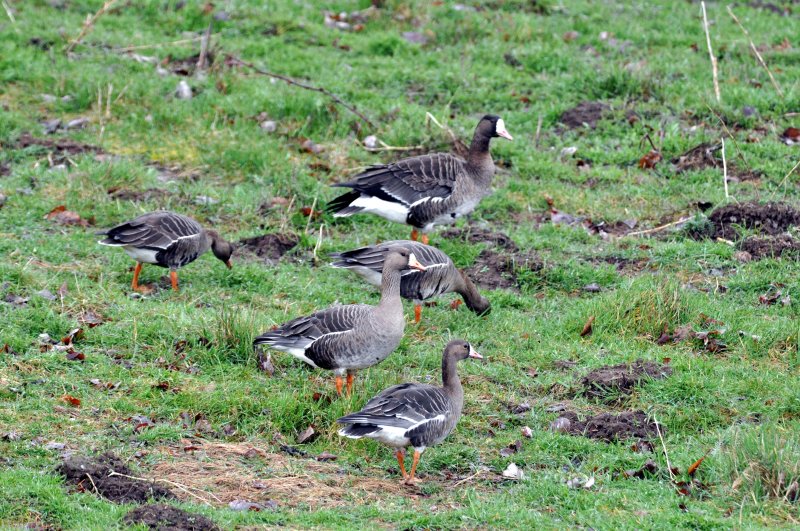 Taiga Subspecies White-Fronted Goose