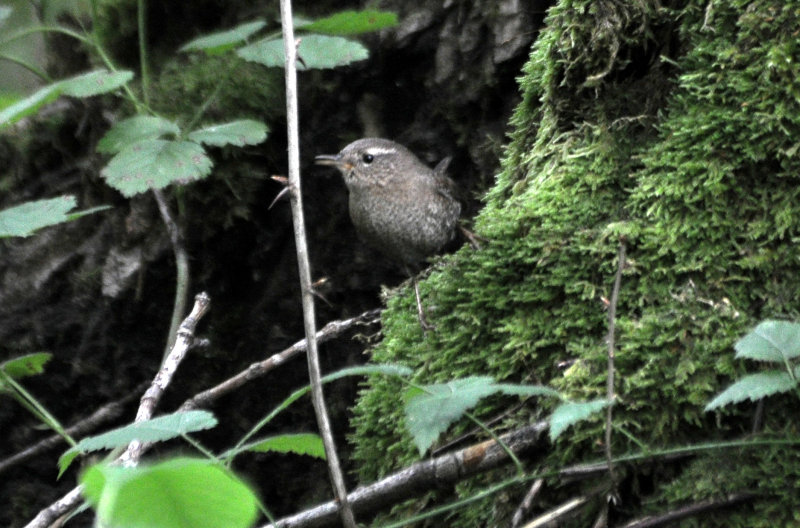 Pacific Wren
