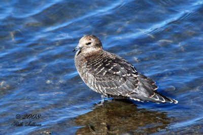 Parasitic Jaeger