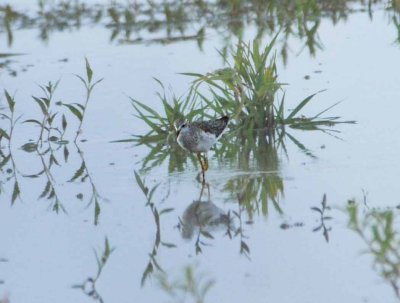 Wood Sandpiper