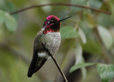 Hummingbird3.jpg