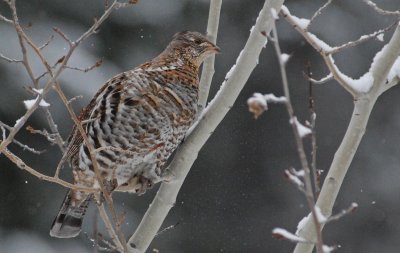 Ruffed Grouse 2.jpg