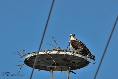 Osprey