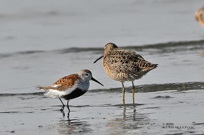 Dunlin