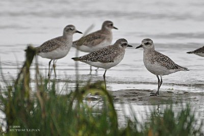 Black-bellied Plover