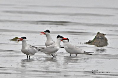 Caspian Tern