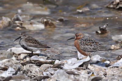 Red Knot and Dunlin