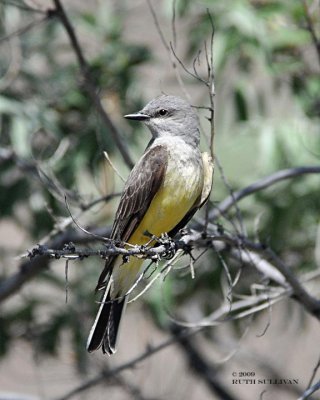 Western Kingbird