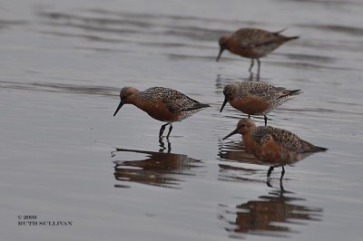 Red Knot