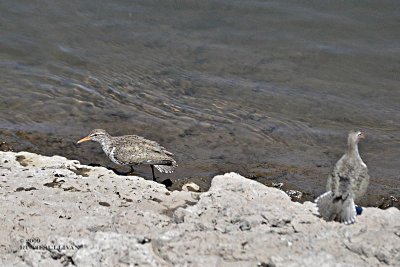 Spotted Sandpiper