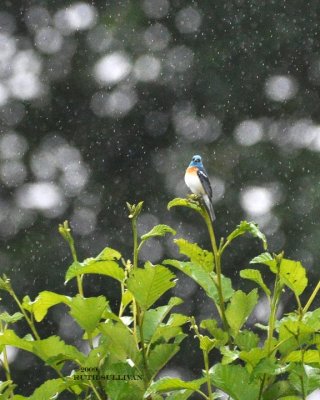 Lazuli Bunting