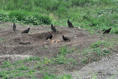 Turkey Vultures on Coyote