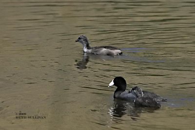 American Coot mama and young