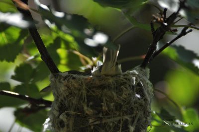 Warbling Vireo in Nest
