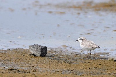 Snowy Plover