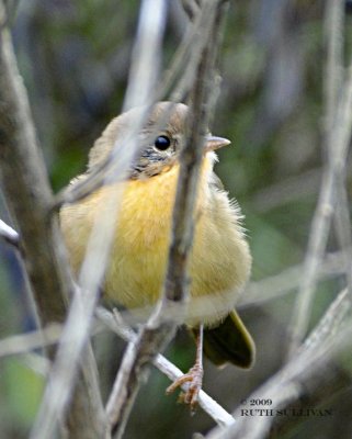 Common Yellowthroat female