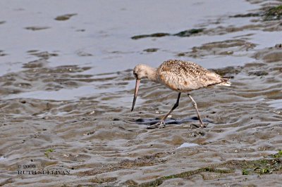 Marbled Godwit