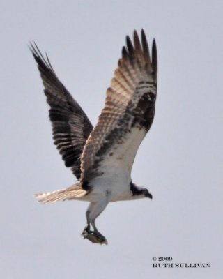 Osprey